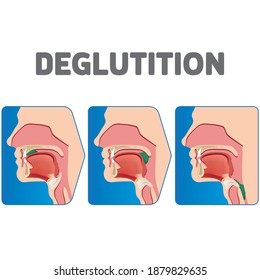 Human physiology sequence of the deglutition of the bolus. Ideal for educational and institutional materials