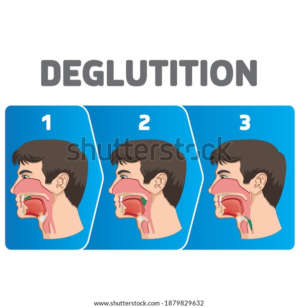 Human physiology\
sequence of the deglutition of the bolus. Ideal for educational and\
institutional materials