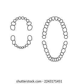 Human Primary Dentition and Permanent Dentition. Illustration about medical and science. 