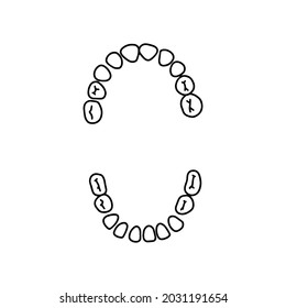 Human primary teeth. Dental scheme, outline, anatomical, hand drawn illustration on white background. Top view. Vector Stock illustration.