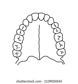 Human primary teeth. Dental scheme, outline, anatomical, hand drawn illustration on white background. Top view. Vector Stock illustration.
