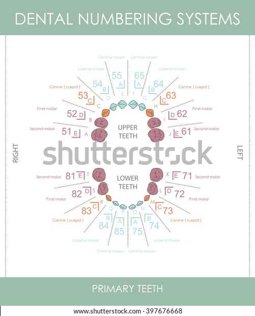 Human Primary Teeth Numbering Systems Infographic Stock Vector (royalty 