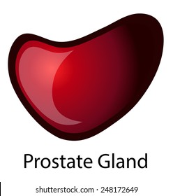 Human Prostate Gland Vector Illustration isolated on White Background. 