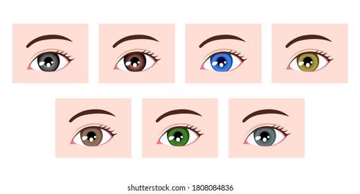 Augenbrauenvariationen beim Menschen / Illustrationen von Augenfarben