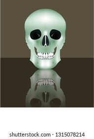 Human realistic skull in full face. Vector illustration