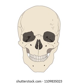 Human realistic skull. White background. Flat vector illustration.