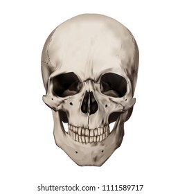 Human realistic skull. White background. Anatomy vector illustration.