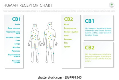 Human Receptor Chart horizontal business infographic illustration about cannabis as herbal alternative medicine and chemical therapy, healthcare and medical science vector.