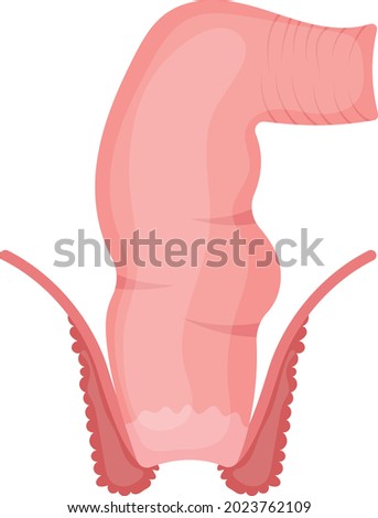 Human Rectum Concept, large intestine Vector color Icon Design, Organ System Symbol, Human Anatomy Sign, Human Body Parts Stock illustration