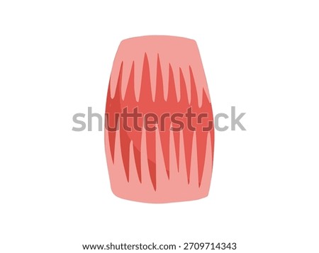Human Rectus Abdominis or Parallel Muscle