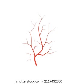 Human Red Eye Veins, Anatomy Blood Vessel Arteries Illustration. Vector Medical Eyeball Vein Arteries System Map. Veins In Flat Style Isolated On White Background