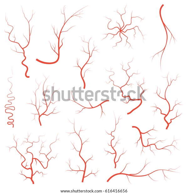 Human red\
eye veins set, anatomy blood vessel arteries illustration group.\
Vector medical eyeball vein arteries system map. Veins in flat\
style isolated on white background\
eps10