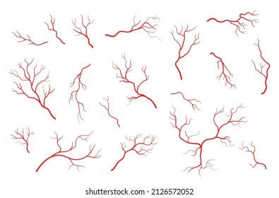 Human red veins, anatomy, blood veins, artery or capillary. Circulatory system blood vessels structure, isolated vector health aorta and vein of heart, capillary and arteriole of eyeball