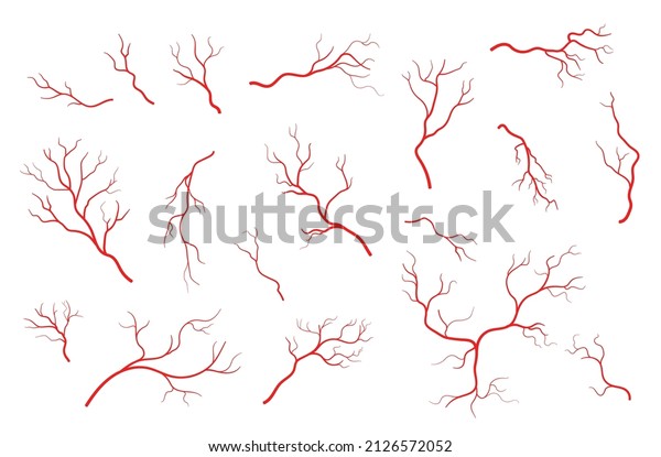 Human\
red veins, anatomy, blood veins, artery or capillary. Circulatory\
system blood vessels structure, isolated vector health aorta and\
vein of heart, capillary and arteriole of\
eyeball