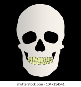 human remains of the skeleton of the skull