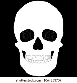 human remains skeleton of the skull bones