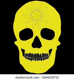 human remains skeleton of the skull bones
