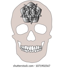 human remains skeleton of the skull bones