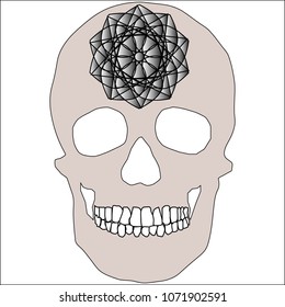 human remains skeleton of the skull bones