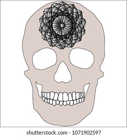 human remains skeleton of the skull bones