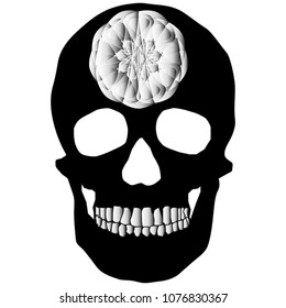 human remains skeleton of the skull bones