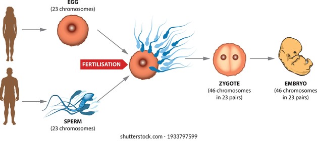 Human Reproduction - From Egg And Sperm To Zygote.