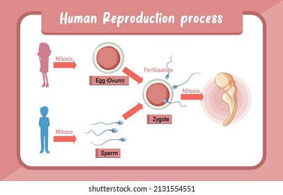 Human Reproduction Process Infographic Illustration Stock Vector ...