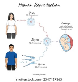 Reprodução Humana ilustração simples. Biologia da anatomia humana. 