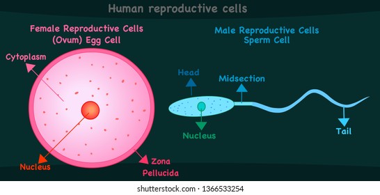 Human Reproductive Cells Female Cell Ovum 库存矢量图（免版税）1366533254 Shutterstock