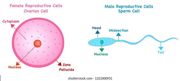 Egg Cell Labeled