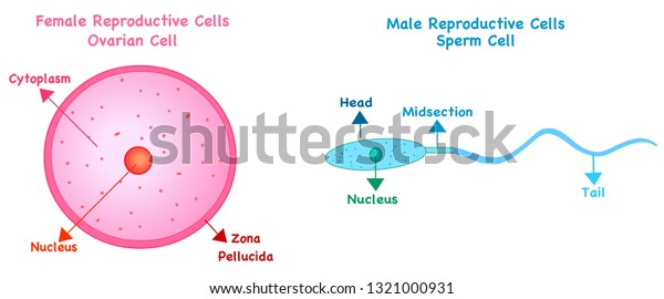 Human Reproductive Cells Female Oocytes Ovum Stock Vector