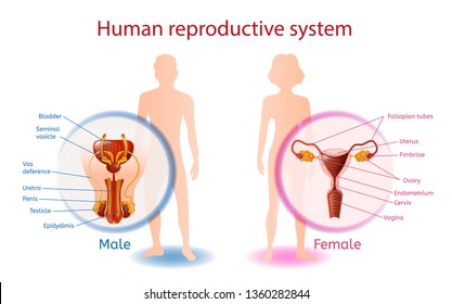 Human Reproductive System Anatomical Banner with Close Up View of Male and Female Genitals with All Components. Abstract Man and Woman on White Background. Medical Aid Vector Realistic Illustration Human Reproductive System Anatomical Banner with Close Up View of Male and Female Genitals with All Components. Abstract Man and Woman on White Background. Medical Aid Vector Realistic Illustration