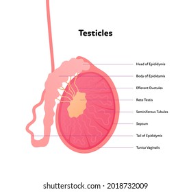 Human reproductive system anatomy inforgaphic chart. Vector flat healthcare illustration. Male testicles with text diagram. Side view. Design for biology, health care, urology