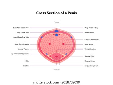 Human Reproductive System Anatomy Inforgaphic Chart. Vector Flat Healthcare Illustration. Male Penis With Text. Cross Section. Top View. Design For Biology, Health Care, Urology