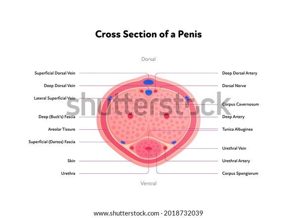 Human\
reproductive system anatomy inforgaphic chart. Vector flat\
healthcare illustration. Male penis with text. Cross section. Top\
view. Design for biology, health care,\
urology