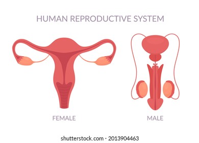 Human reproductive system anatomy. Vector set of male and female reproductive system isolated on white background.