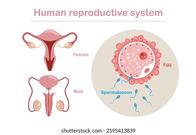 Human Reproductive System Anatomy. Vector Set Of Male And Female Reproductive System Isolated On White Background. Spermatozoon, Floating To Ovule Vector.