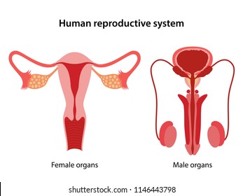 Human reproductive system. Anterior views. Vector illustration