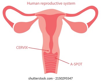 Reproduktionssystem des Menschen und der meisten anderen Säugetiere