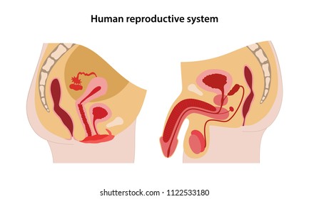 Humanes Fortpflanzungssystem. Seitenansicht. Vektorgrafik