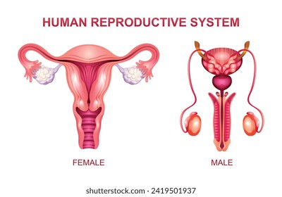 Human reproductive system. Male and female reproductive system anatomy vector illustration isolated on white background