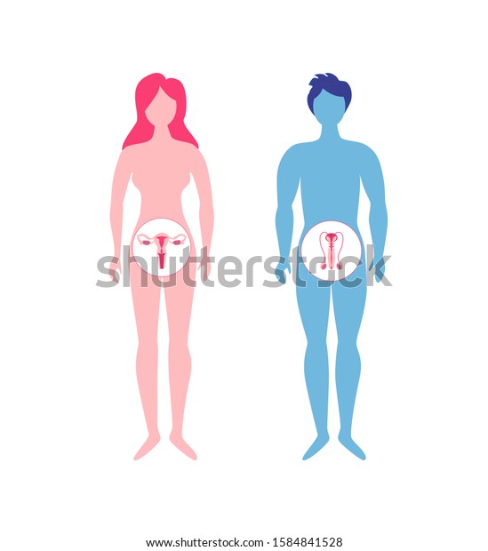 Human reproductive system. Male and female\
silhouette with organs. Egg and sperm donation. In vitro\
fertilization. Anatomy. Vector\
illustration.