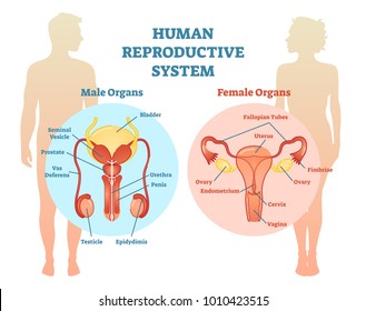 Human Reproductive System Vector Illustration Diagram, Male and Female. Medicine educational information. 
