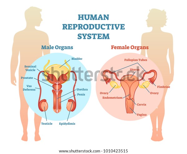 Human Reproductive System Vector Illustration Diagram Stock Vector Royalty Free 1010423515 9468