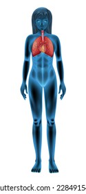 El sistema respiratorio humano