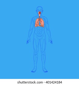 Human respiratory system