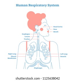 Human Respiratory System anatomical line style artistic vector illustration, medical education cross section diagram with esophagus, larynx, trachea, lungs and diaphragm.