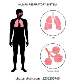 Afiche anatómico del sistema respiratorio humano. Pulmones, bronquioles y alveolos pulmonares en silueta corporal masculina. Proceso de respiración. Diagrama de la educación, pancarta para la ilustración de vectores clínicos o hospitalarios