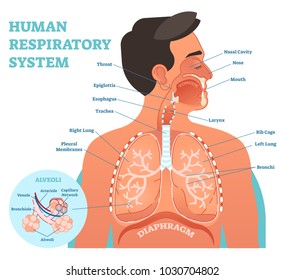 Human Respiratory System anatomical vector illustration, medical education cross section diagram with nasal cavity, throat, esophagus, trachea, lungs and alveoli. 