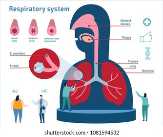 Human Respiratory System anatomical
vector illustration infographic.
healthcare medical education banner concept.
cross section diagram with nasal cavity,
throat, esophagus, trachea, lungs and alveoli